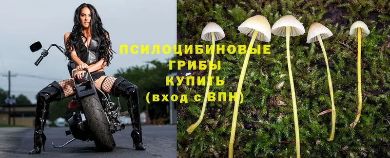 Галлюциногенные грибы MAGIC MUSHROOMS  Кропоткин 